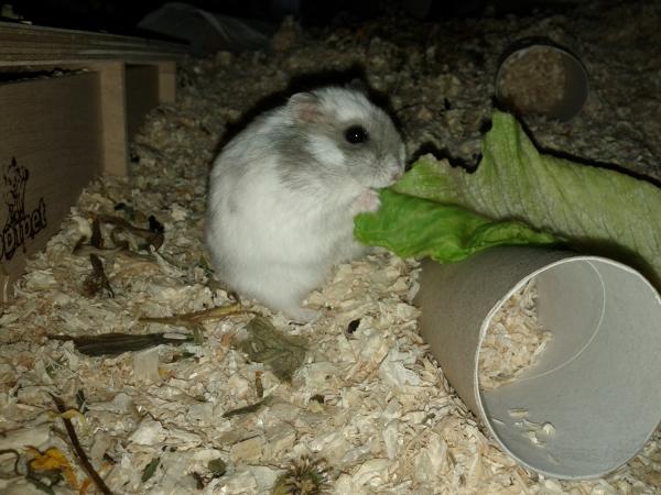 sonstiges hamster5 img0400