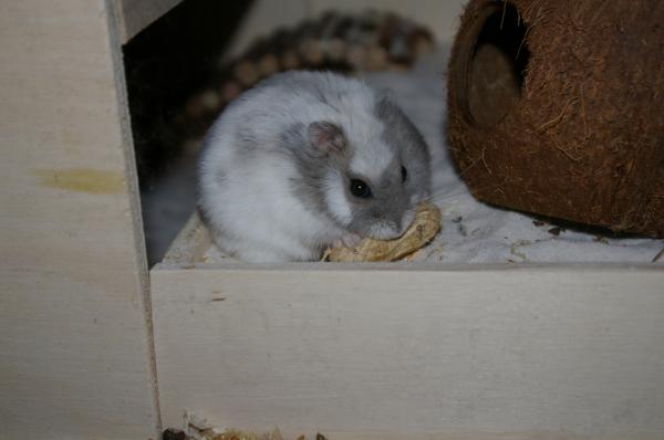 sonstiges hamster5 img0412