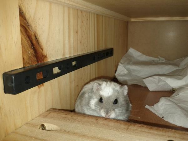 sonstiges hamster5 img0420