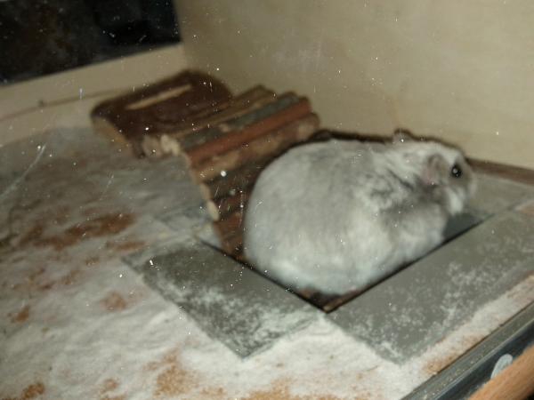 sonstiges hamster5 img0427