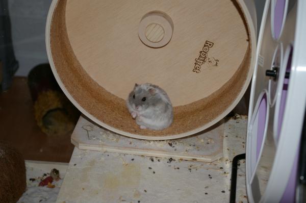 sonstiges hamster5 img0438