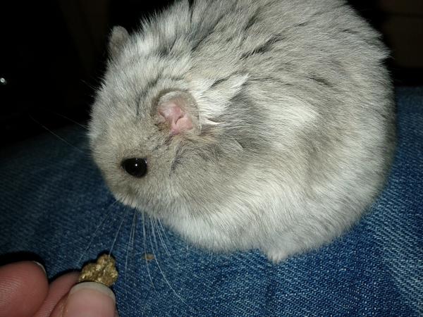 sonstiges hamster5 img0468