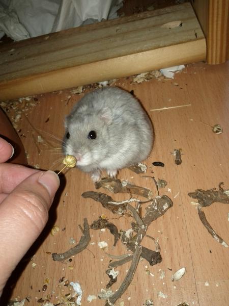 sonstiges hamster5 img0479