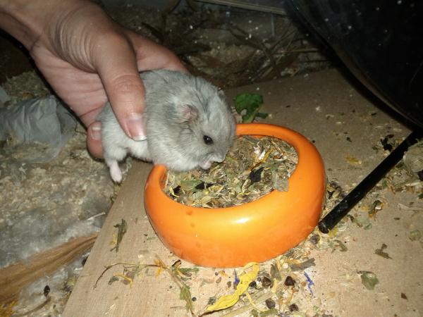 sonstiges hamster5 img0494