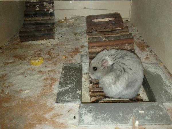 sonstiges hamster5 img0503