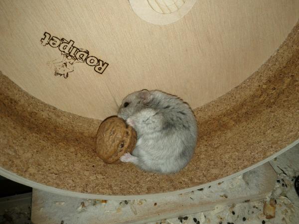 sonstiges hamster5 img0504