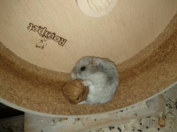 sonstiges hamster5 img0505