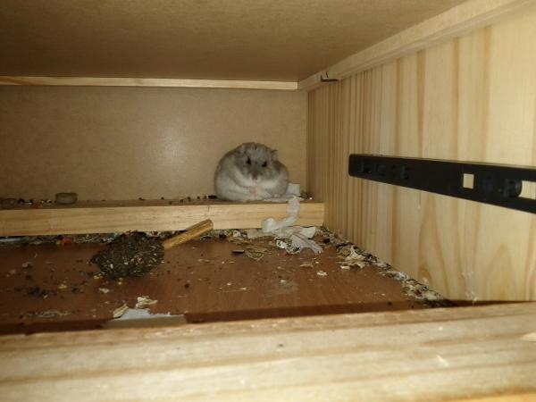 sonstiges hamster5 img0508