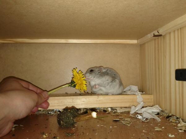 sonstiges hamster5 img0510