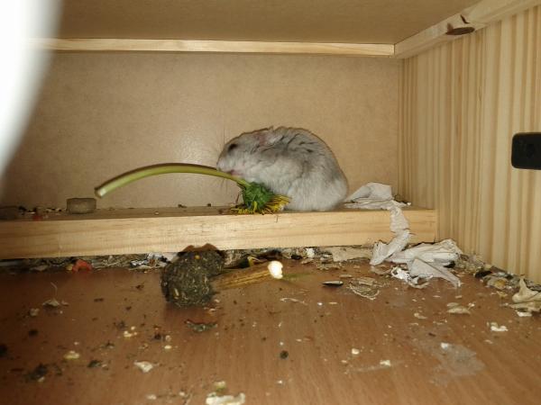 sonstiges hamster5 img0512