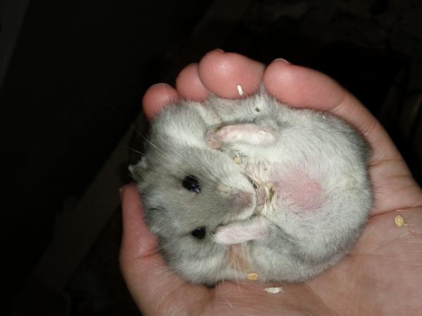 sonstiges hamster5 img0524