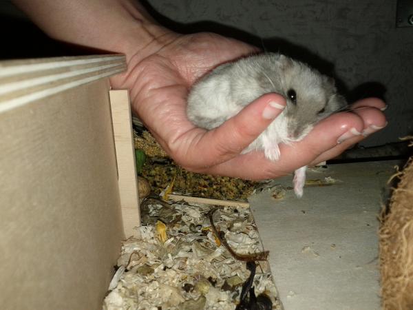 sonstiges hamster5 img0560