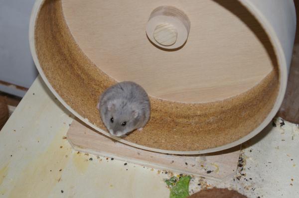 sonstiges hamster5 img0584