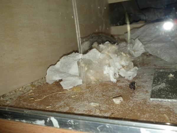 sonstiges hamster5 img0588