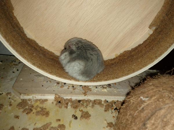 sonstiges hamster5 img0608