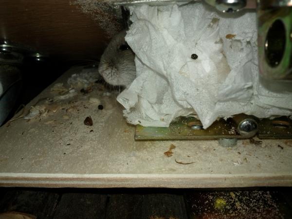 sonstiges hamster5 img0612