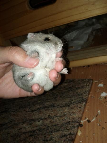 sonstiges hamster5 img0616