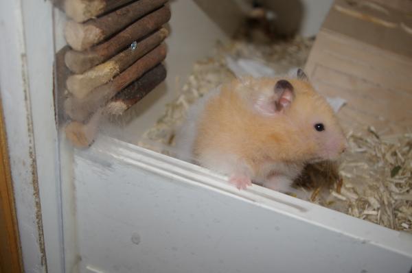 hamster 2013 img0007