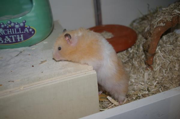 hamster 2013 img0009