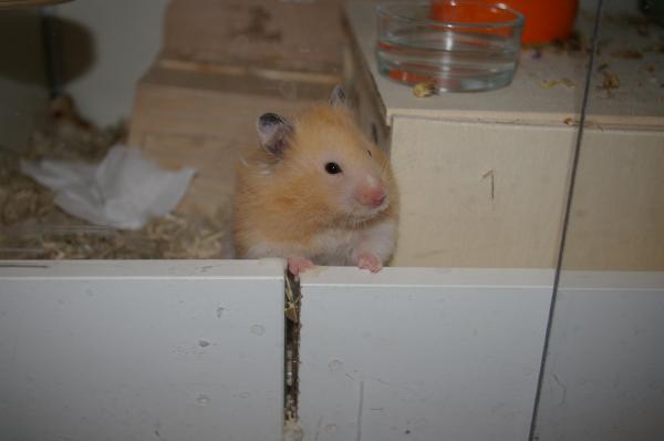 hamster 2013 img0011