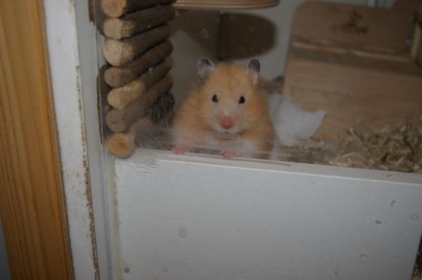 hamster 2013 img0012