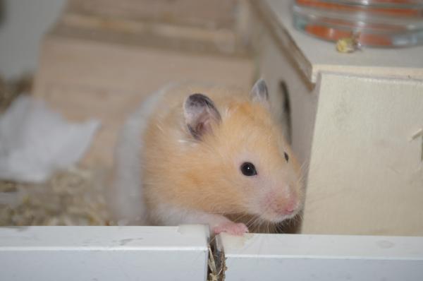 hamster 2013 img0013