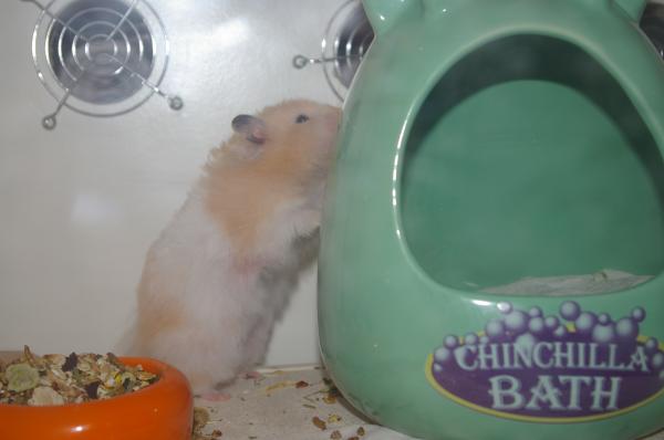 hamster 2013 img0015