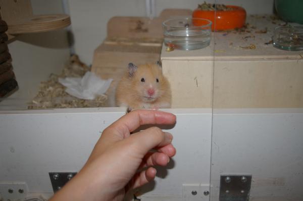 hamster 2013 img0019