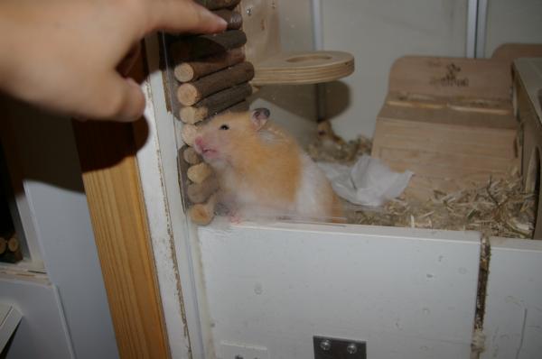 hamster 2013 img0020