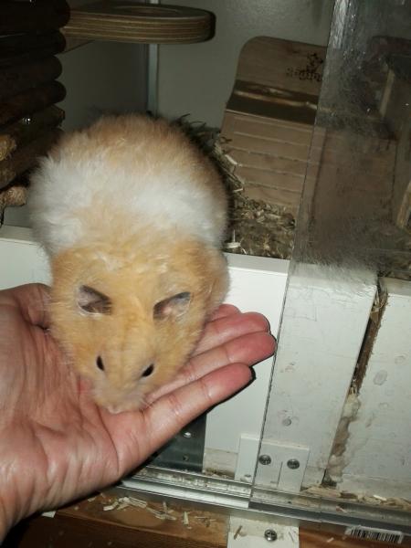 hamster 2013 img0028