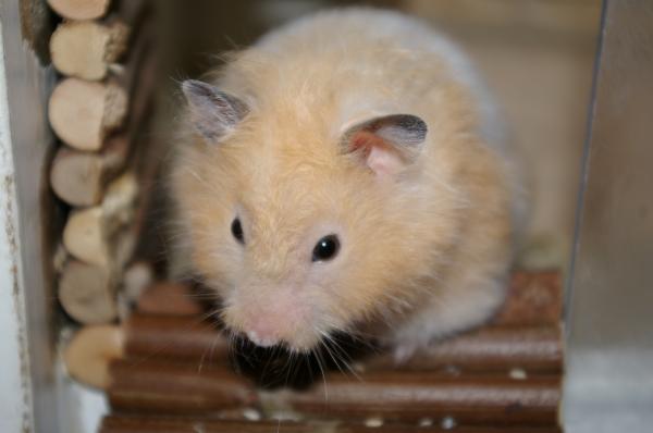 hamster 2013 img0034