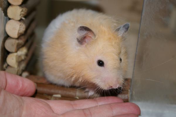 hamster 2013 img0035