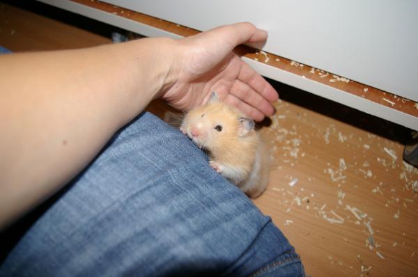 hamster 2013 img0042