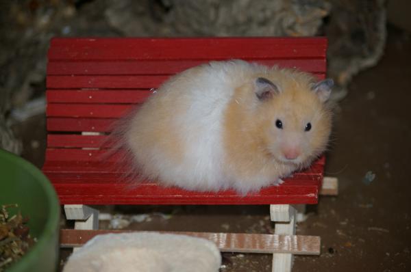 hamster 2013 img0047