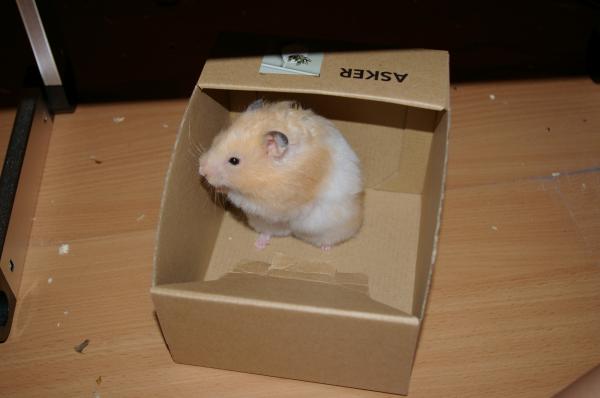 hamster 2013 img0052