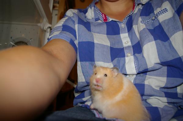 hamster 2013 img0058