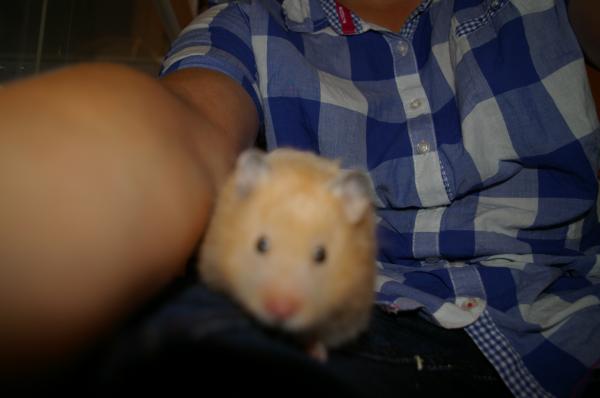 hamster 2013 img0059