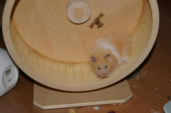 hamster 2013 img0067