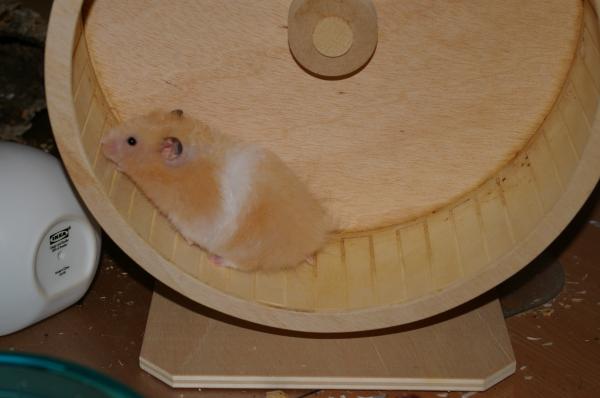 hamster 2013 img0069