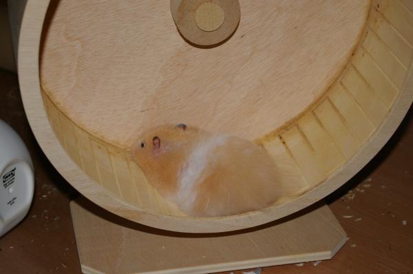 hamster 2013 img0071