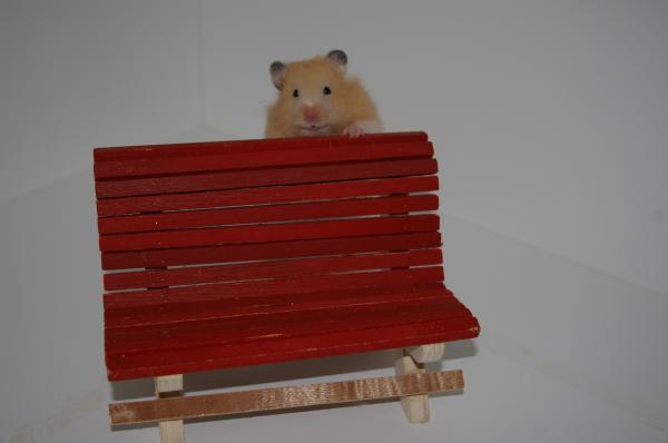 hamster 2013 img0074