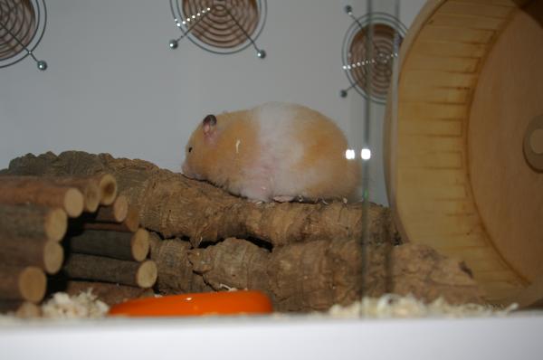 hamster 2013 img0085