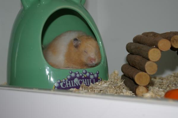 hamster 2013 img0088