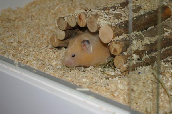 hamster 2013 img0091