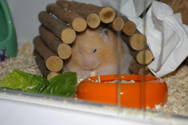 hamster 2013 img0093