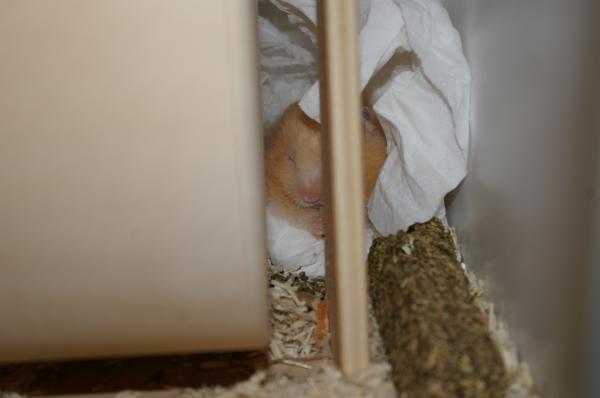 hamster 2013 img0108