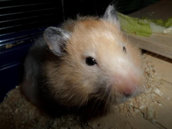 hamster 2013 img0131