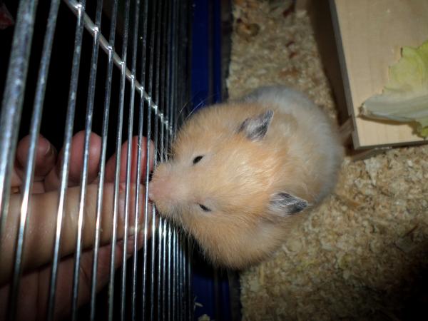 hamster 2013 img0133