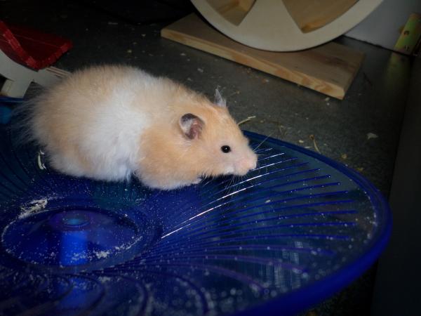 hamster 2013 img0137