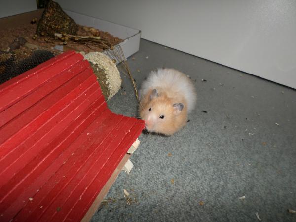 hamster 2013 img0138